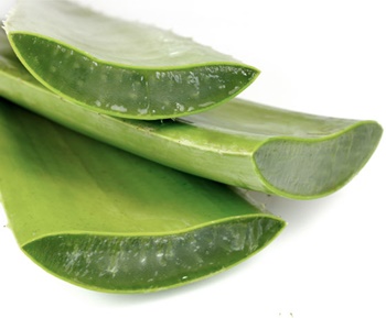 aloe